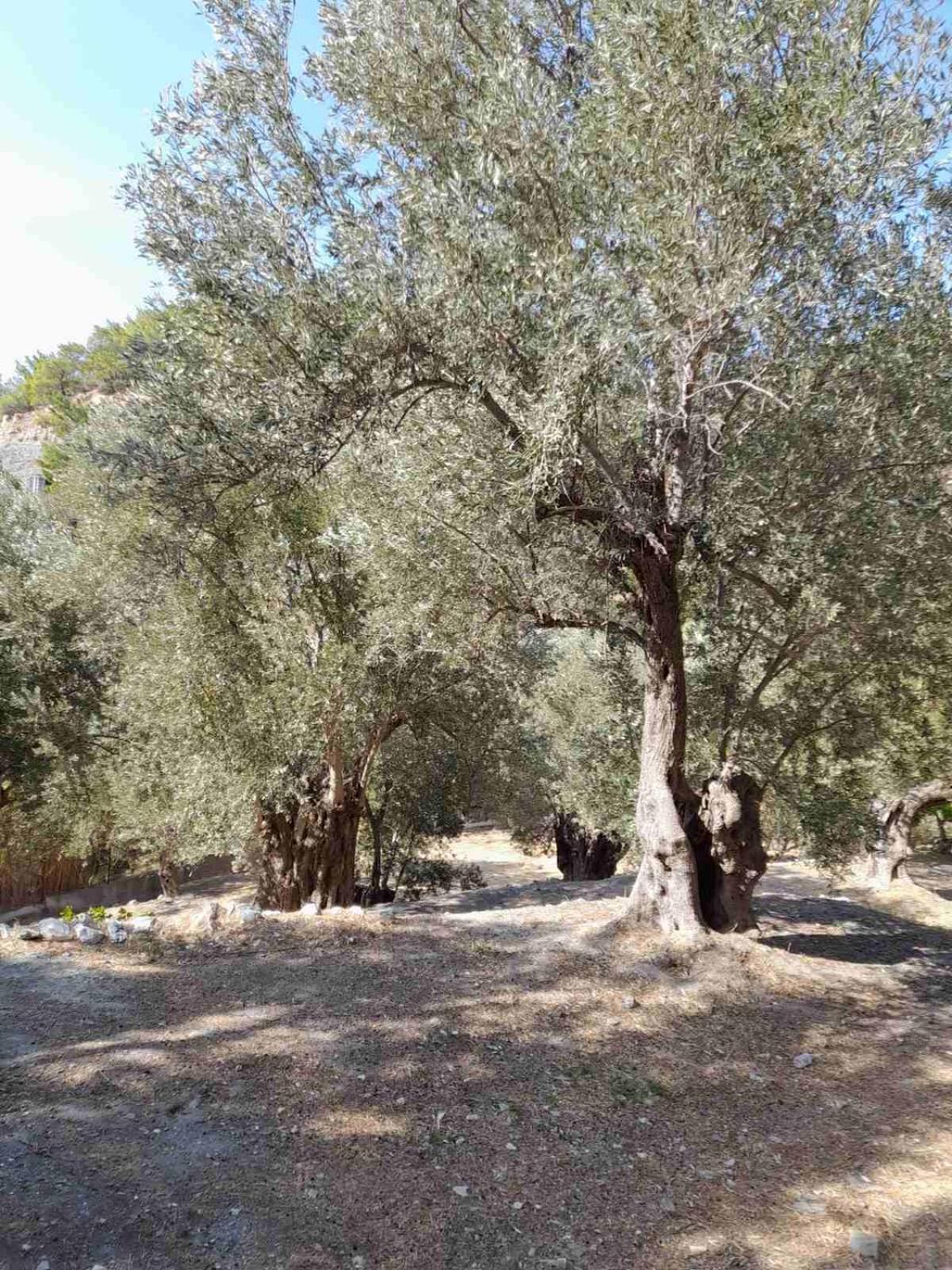 Δωμάτια Κόκκινος Πύργος Plomari エクステリア 写真
